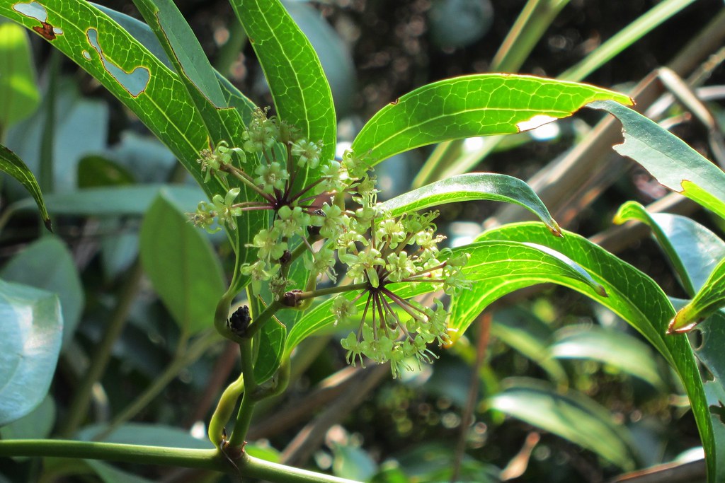 Smilax lanceifolia